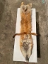 Продавам препарирана лисица, снимка 4
