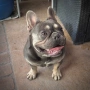 Мъжки френски булдог , снимка 2