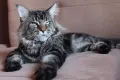 Мейн куун котенца Mymainecoons Flowingsounds, снимка 5