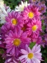 💜🌿🩷 Високостеблени хризантеми , снимка 9