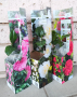 Градинска Камелия -многогодишно градинско цвете, снимка 1 - Градински цветя и растения - 45008016