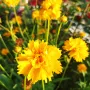 Кореопсис, Coreopsis Grandiflora 'Early Sunrise', снимка 8