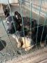 Продавам Немски Овчарки, снимка 7