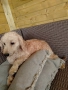 Мини пудел, снимка 4