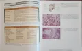 Атлас по ревматология / Atlas of Rheumatology, снимка 5