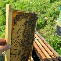 Продавам пчелни семейства и отводки , снимка 4 - За пчели - 45179835