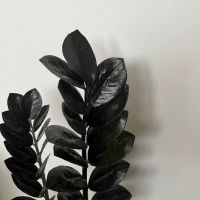 Замиокулкас/Замия/ZZ plant Raven, стайно растение, снимка 2 - Стайни растения - 45718620