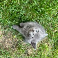 Британска късокосместа котка, снимка 7 - Британска късокосместа - 46111444