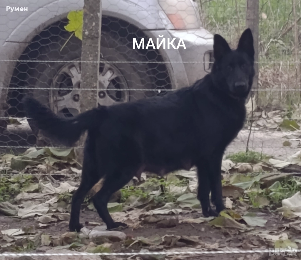 Немска овчарка , снимка 1