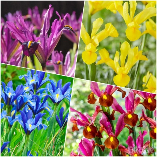 луковици на 4 вида ирис , снимка 1