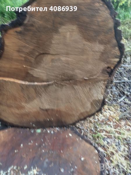 Дърво орех отрязано, снимка 1