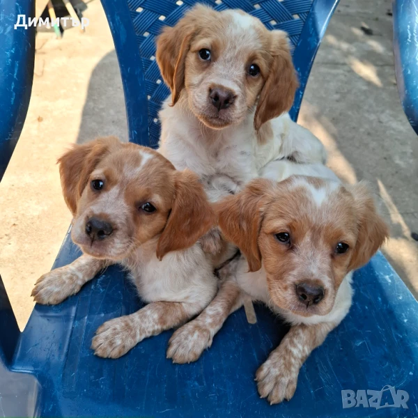 Малки Бретон шпаньол, снимка 1