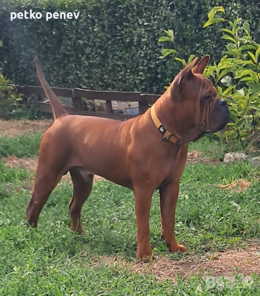 Чун цин китайски булдог, снимка 1