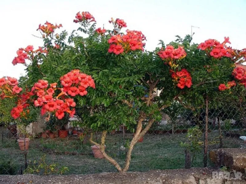 Кампсис, тромпетна лоза (Trumpet vine, Campsis radicans), снимка 1