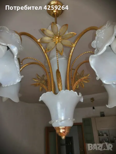 запазен полюлей , снимка 1