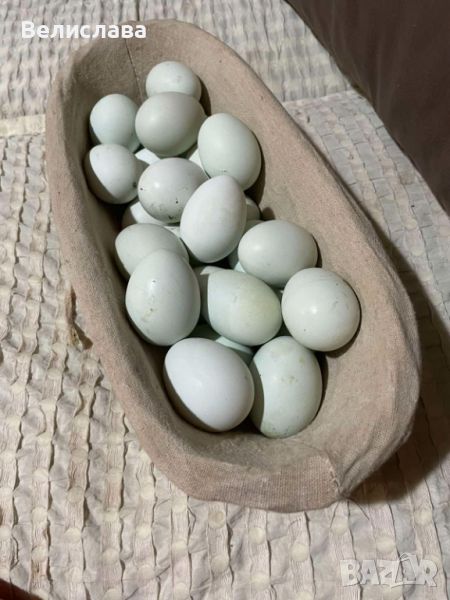 Домашни яйца от Араукана , снимка 1