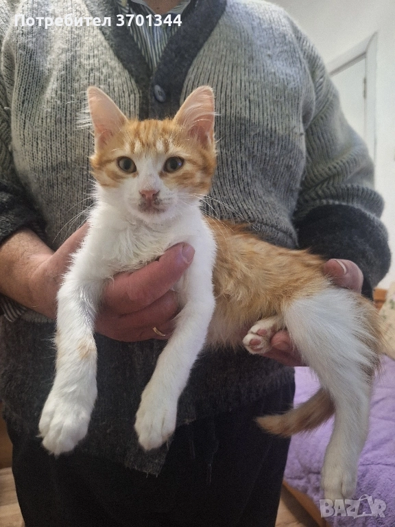 Подарявам котенца , снимка 1