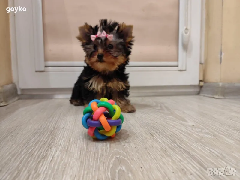 женско мини йорки, снимка 1