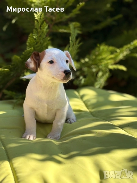 джак ръсел териер , снимка 1