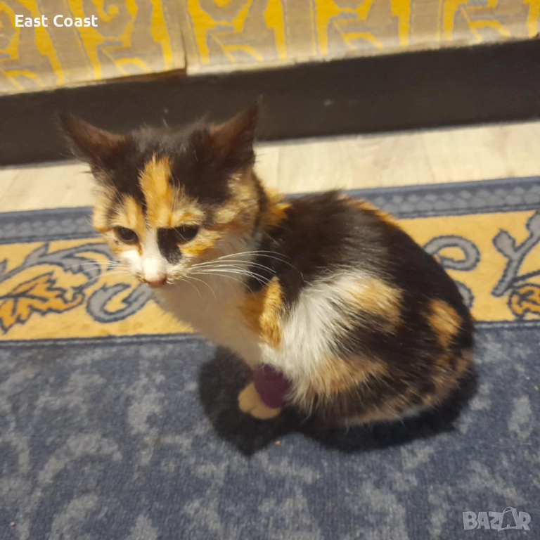 Малко сладко коте/котенце търси своя дом спешни във Варна, снимка 1