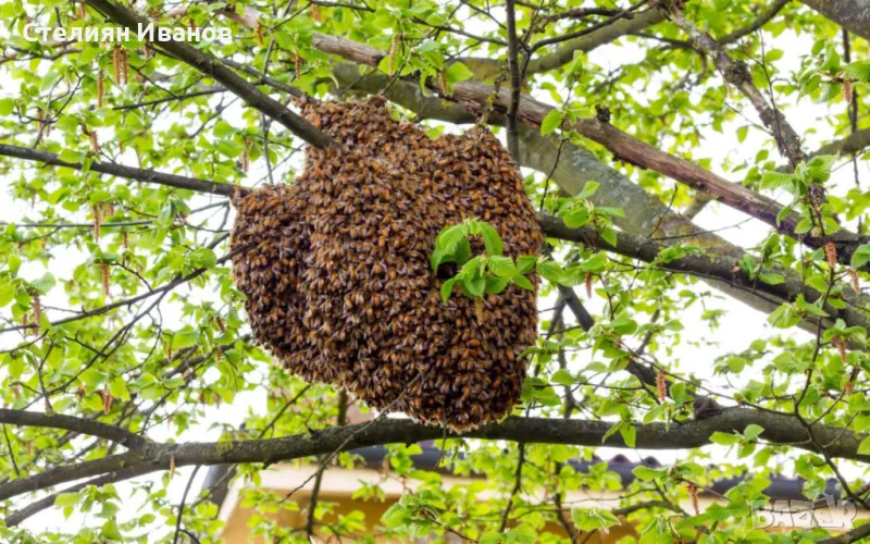 БЕЗПЛАТНО прибиране на рояци пчели във Варна, снимка 1