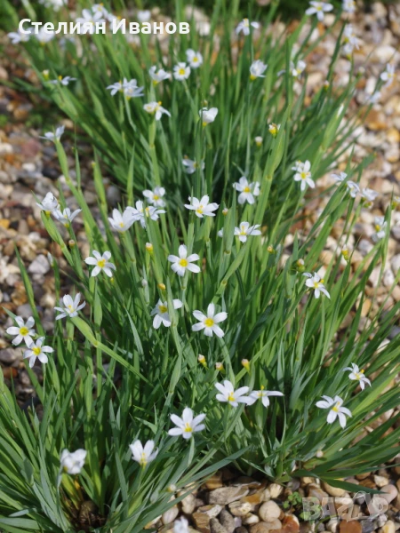 Бял сисиринхиум, белоока трева (Sisyrinchium angustifolium f. album), снимка 1
