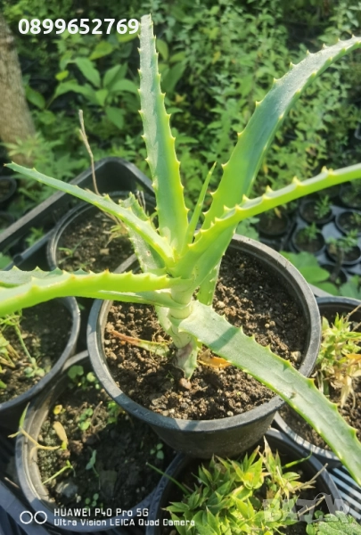 Дървовидно алое. , снимка 1