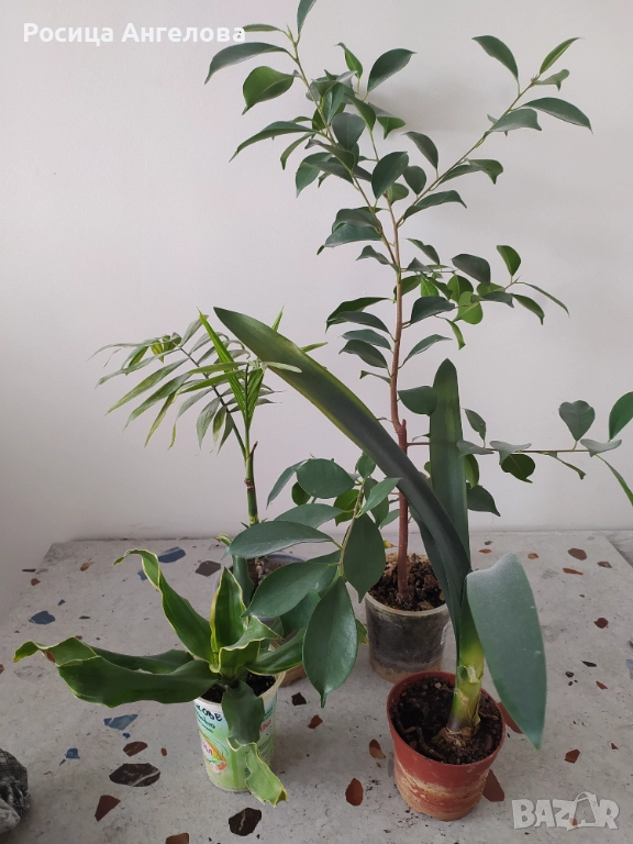 Комплект зелени, снимка 1