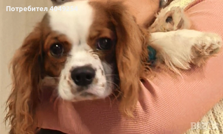Кавалер кинг чарлз шпаньол, снимка 1