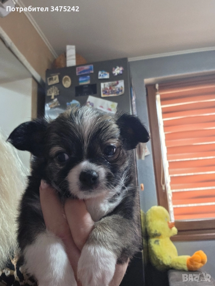 Мини чихуахуа момче, снимка 1