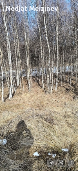 Бяла бреза, снимка 1