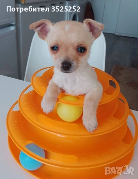 МОМЧЕНЦЕ  КОЕТО  ЩЕ ОСТАНЕ С ДЖОБНИ РАЗМЕРИ НА 2 М.  С 1-ВА  ВАКСИНА !, снимка 1