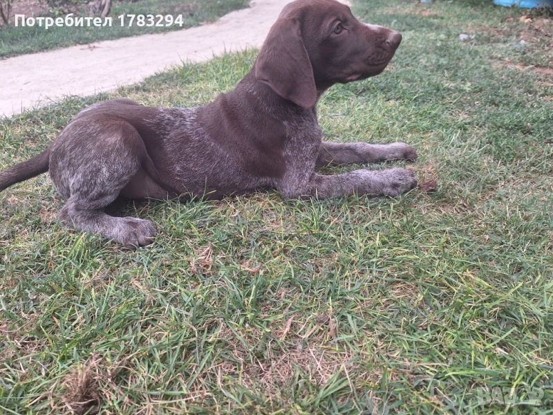 Курцаахи, снимка 1