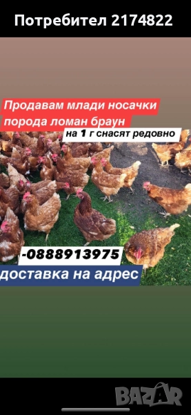 Кокошки носачки ломан браун , снимка 1