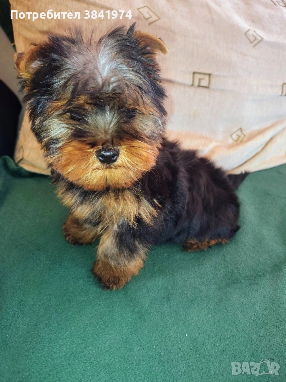 Йоркширски териер, снимка 1