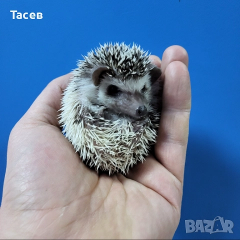 Африкански мини таралежчета