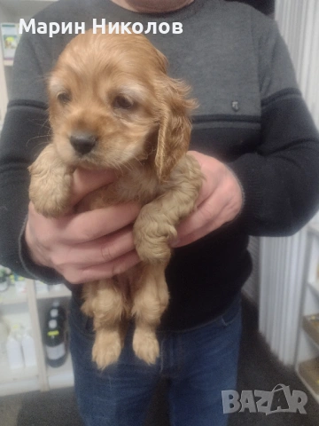  Американски кокер шпаньол , снимка 3 - Кокер шпаньол - 52322571