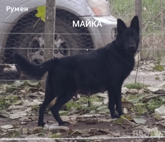 Немска овчарка 