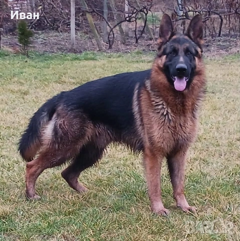 малки немски овчарки