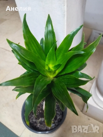 Драцена компакта, снимка 5 - Стайни растения - 52525919