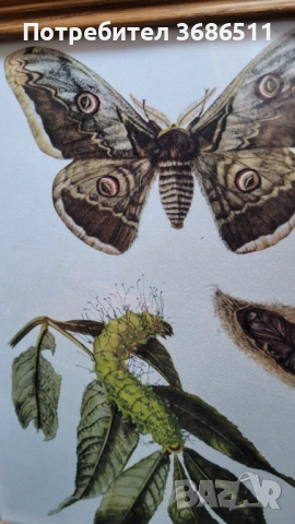 Принт на пеперуда  в дървена масивна рамка, снимка 2 - Картини - 51716163