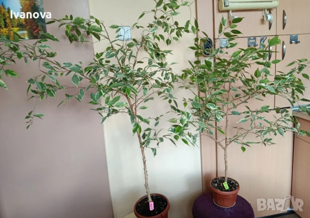 Цвете фикус бенджамин, снимка 2 - Стайни растения - 51075695