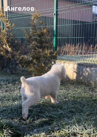 Алабай(средноазиатска овчарка), снимка 3 - Алабай - 53885833