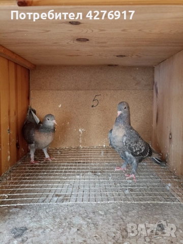 высоколетнии и выртлеви Гьльби , снимка 4 - Гълъби - 52502694