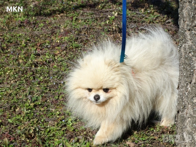 Красив мъжки померан мини, снимка 4 - Померан - 53816785