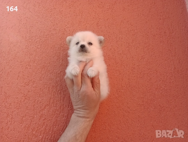 Мини Шпиц - Померан. Мъжки и женски кученца. , снимка 6 - Шпиц - 53691051