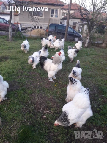 Яйца от Колумбийска Брама, снимка 1