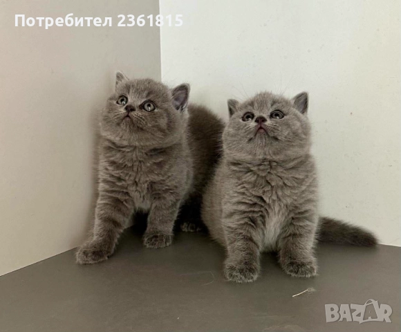 Чистокръвни сини британчета, снимка 18 - Британска късокосместа - 52651148