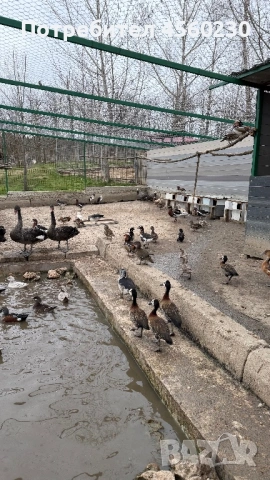 Лебеди, гъски, патки, снимка 3 - други­ - 53910257