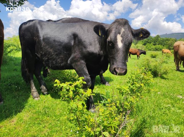 Продавам Крави, Юници и женски телета, снимка 11 - Крави - 45063387
